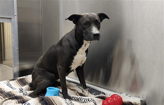 Shelter Stray Unknown Dog last seen Near BLOCK N VERBENA ST, DENVER CO 80220, 1241 W Bayaud Ave, Denver, CO 80223, USA