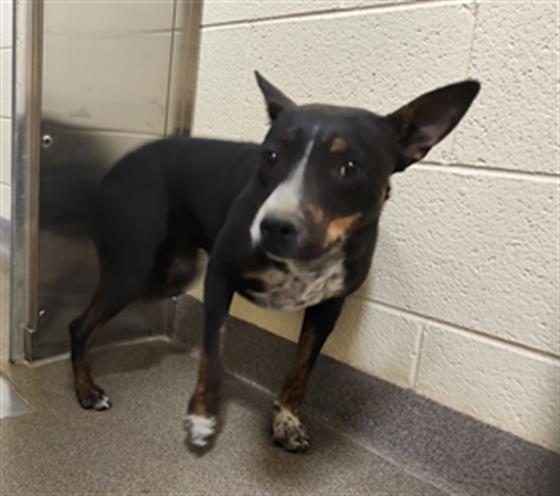 Shelter Stray Unknown Dog last seen Near BLOCK N VERBENA ST, DENVER CO 80220, 1241 W Bayaud Ave, Denver, CO 80223, USA