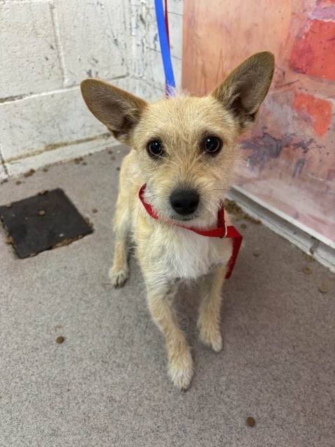 Shelter Stray Male Dog last seen GRAND TERRACE DOG PARK, 333 Chandler Pl, San Bernardino, CA 92408, USA