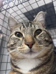 Shelter Stray Male Cat last seen , 655 N Mojave Rd, Las Vegas, NV 89101, USA