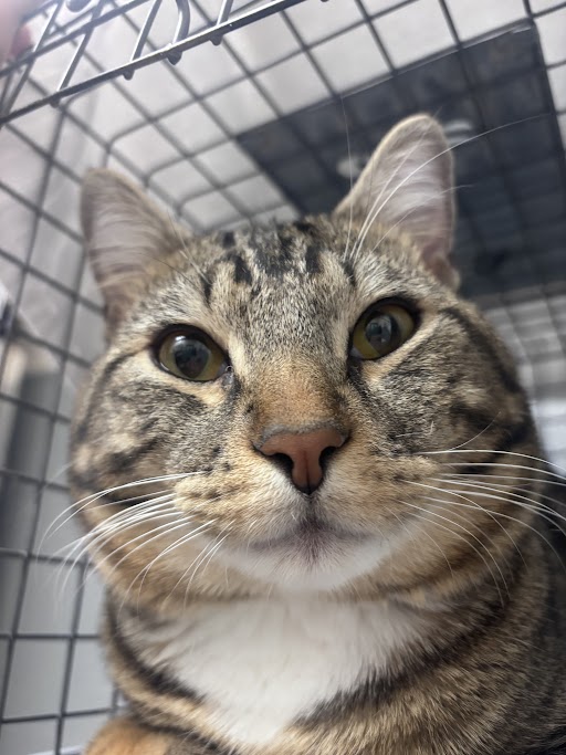 Shelter Stray Male Cat last seen , 655 N Mojave Rd, Las Vegas, NV 89101, USA