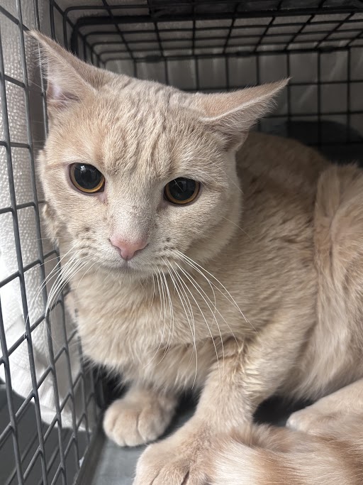 Shelter Stray Male Cat last seen , 655 N Mojave Rd, Las Vegas, NV 89101, USA