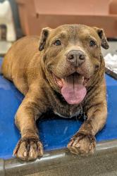 Shelter Stray Male Dog last seen Near BLOCK NW 72ND ST, 3599 NW 79th Ave, Doral, FL 33122, USA
