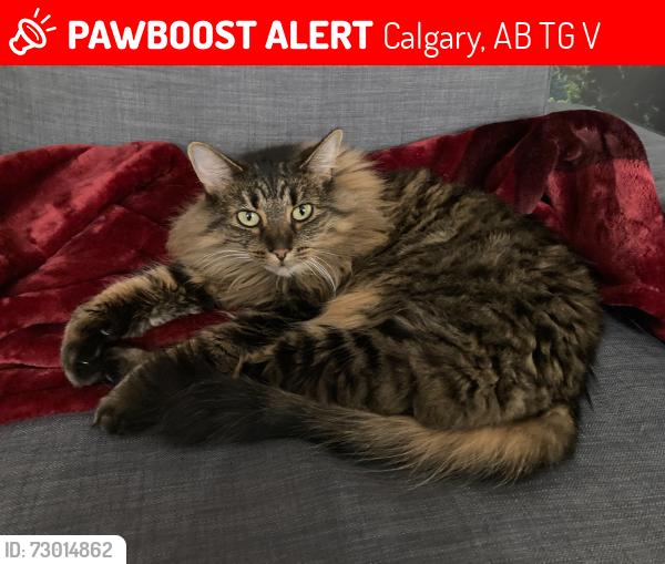 Lost Female Cat last seen Citadel Dr. & Citadel Wy (alley), Calgary, AB T3G 4V4
