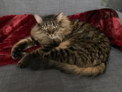 Lost Female Cat last seen Citadel Dr. & Citadel Wy (alley), Calgary, AB T3G 4V4