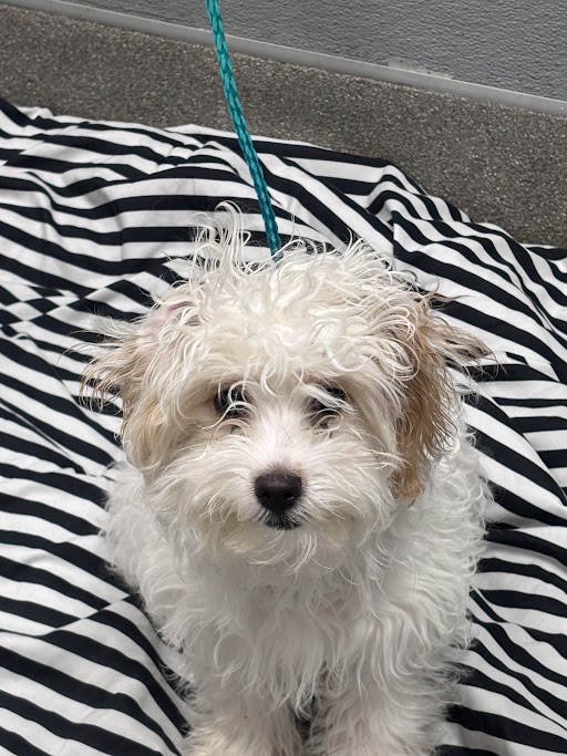 Shelter Stray Male Dog last seen S EASTERN AVE & E CHARLESTON BLVD, 655 N Mojave Rd, Las Vegas, NV 89101, USA