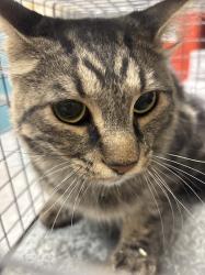 Shelter Stray Male Cat last seen Near BLOCK N MOJAVE RD, 655 N Mojave Rd, Las Vegas, NV 89101, USA