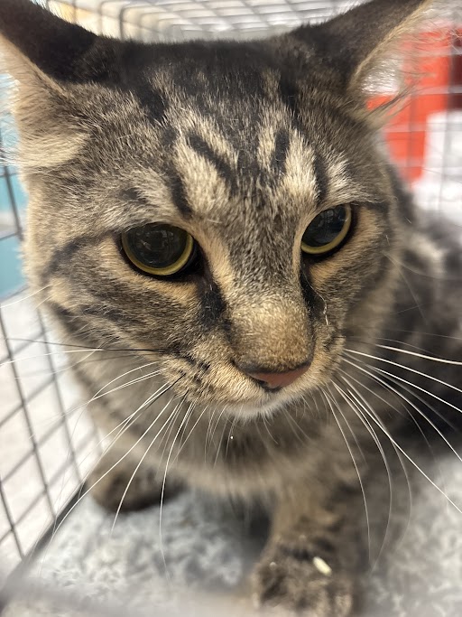 Shelter Stray Male Cat last seen Near BLOCK N MOJAVE RD, 655 N Mojave Rd, Las Vegas, NV 89101, USA