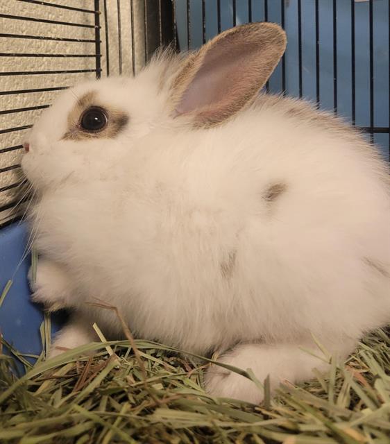Shelter Stray Female Other last seen Near BLOCK S 4710, 4522 W 3500 S, West Valley City, UT 84120, USA