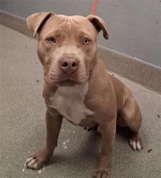 Shelter Stray Male Dog last seen Near BLOCK SALT LAKE ST, NORTH LAS VEGAS NV 89030, 655 N Mojave Rd, Las Vegas, NV 89101, USA