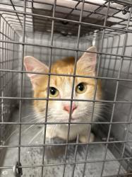 Shelter Stray Female Cat last seen Near BLK OF S NELLIS BLVD, 655 N Mojave Rd, Las Vegas, NV 89101, USA