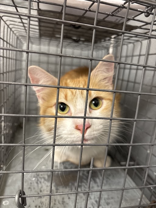 Shelter Stray Female Cat last seen Near BLK OF S NELLIS BLVD, 655 N Mojave Rd, Las Vegas, NV 89101, USA