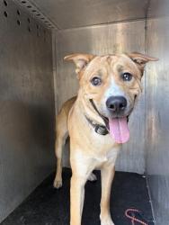 Shelter Stray Male Dog last seen Near BLOCK S DUNSMOORE WAY, WEST VALLEY CITY UT 84120, 4522 W 3500 S, West Valley City, UT 84120, USA