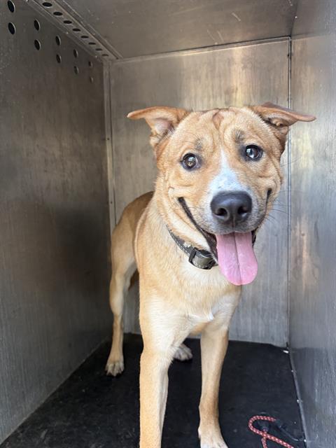 Shelter Stray Male Dog last seen Near BLOCK S DUNSMOORE WAY, WEST VALLEY CITY UT 84120, 4522 W 3500 S, West Valley City, UT 84120, USA