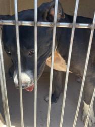 Shelter Stray Female Dog last seen Near BLOCK OF W CHICAGO AVE, 655 N Mojave Rd, Las Vegas, NV 89101, USA