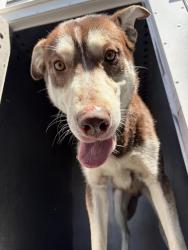 Shelter Stray Male Dog last seen Near BLOCK S DUNSMOORE WAY, WEST VALLEY CITY UT 84120, 4522 W 3500 S, West Valley City, UT 84120, USA