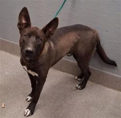 Shelter Stray Male Dog last seen N LAMB BLVD & E LAKE MEAD BLVD, 655 N Mojave Rd, Las Vegas, NV 89101, USA