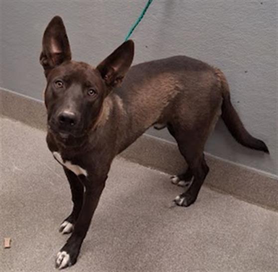 Shelter Stray Male Dog last seen N LAMB BLVD & E LAKE MEAD BLVD, 655 N Mojave Rd, Las Vegas, NV 89101, USA