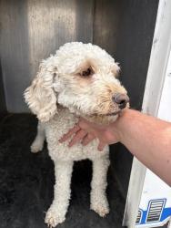 Shelter Stray Female Dog last seen Near BLOCK W MIDWEST DR, TAYLORSVILLE UT 84129, 4522 W 3500 S, West Valley City, UT 84120, USA