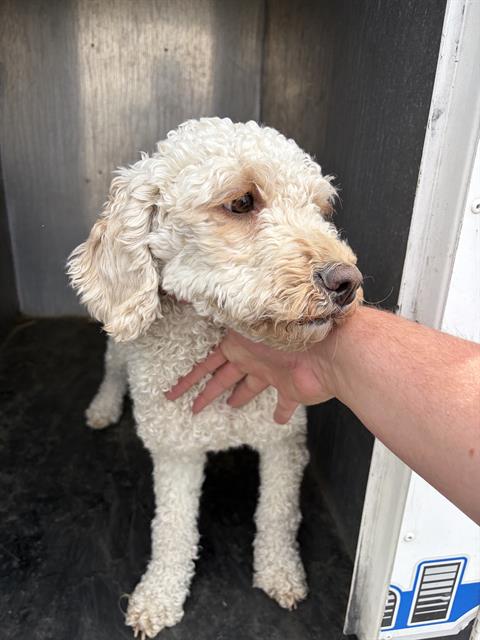 Shelter Stray Female Dog last seen Near BLOCK W MIDWEST DR, TAYLORSVILLE UT 84129, 4522 W 3500 S, West Valley City, UT 84120, USA