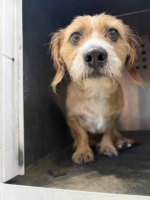 Shelter Stray Male Dog last seen Near BLOCK S GRANDEUR PEAK CIR, TAYLORSVILLE UT 84123, 4522 W 3500 S, West Valley City, UT 84120, USA
