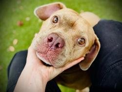 Shelter Stray Female Dog last seen , 2769 Conroy Rd, Orlando, FL 32839, USA