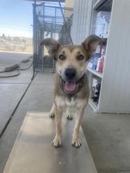 Shelter Stray Female Dog last seen Near BLOCK COSWORTH AVE, TAFT CA 93268, 3951 Fruitvale Ave, Bakersfield, CA 93308, USA