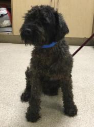 Shelter Stray Male Dog last seen JONES ST, RIVERSIDE, CA, 6851 Van Buren Boulevard, Jurupa Valley, CA 92509, USA