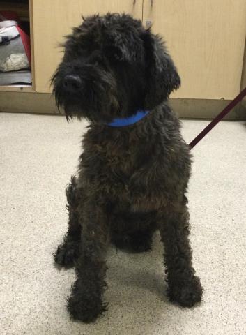 Shelter Stray Male Dog last seen JONES ST, RIVERSIDE, CA, 6851 Van Buren Boulevard, Jurupa Valley, CA 92509, USA