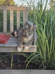 Lost Male Cat last seen South of Stockton, East off of Highway 78, Stockton, IL 61085