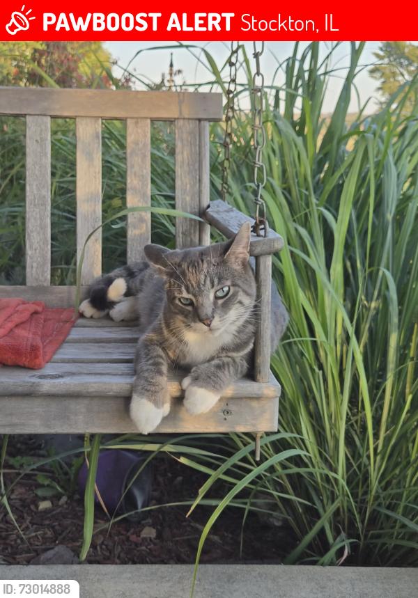 Lost Male Cat last seen South of Stockton, East off of Highway 78, Stockton, IL 61085