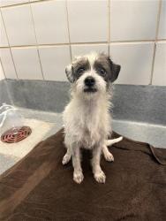 Shelter Stray Male Dog last seen Near BLOCK WAVERLY, 4710 TX-151, San Antonio, TX 78227, USA