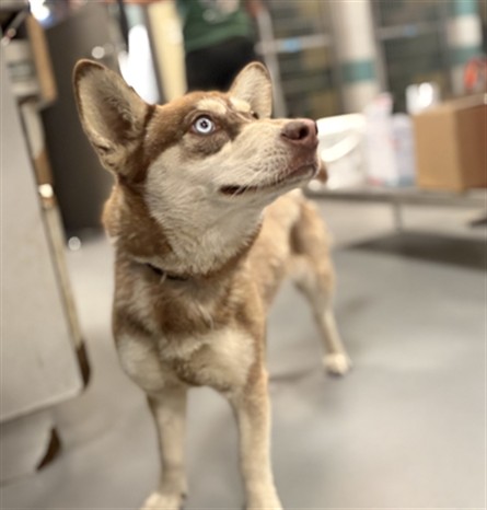 Shelter Stray Female Dog last seen Near BLOCK WENDELL DR, HEMET CA 92544, San Jacinto, CA 92582, USA