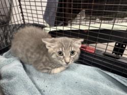 Shelter Stray Female Cat last seen , West Valley Animal Shelter, 20655 Plummer St, Chatsworth, CA 91311, USA