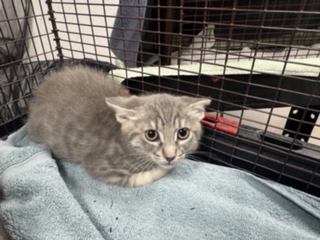 Shelter Stray Female Cat last seen , West Valley Animal Shelter, 20655 Plummer St, Chatsworth, CA 91311, USA