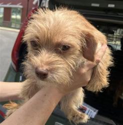 Shelter Stray Female Dog last seen BLOCK OF 8000 MAVERICK CLIMB, 4710 TX-151, San Antonio, TX 78227, USA