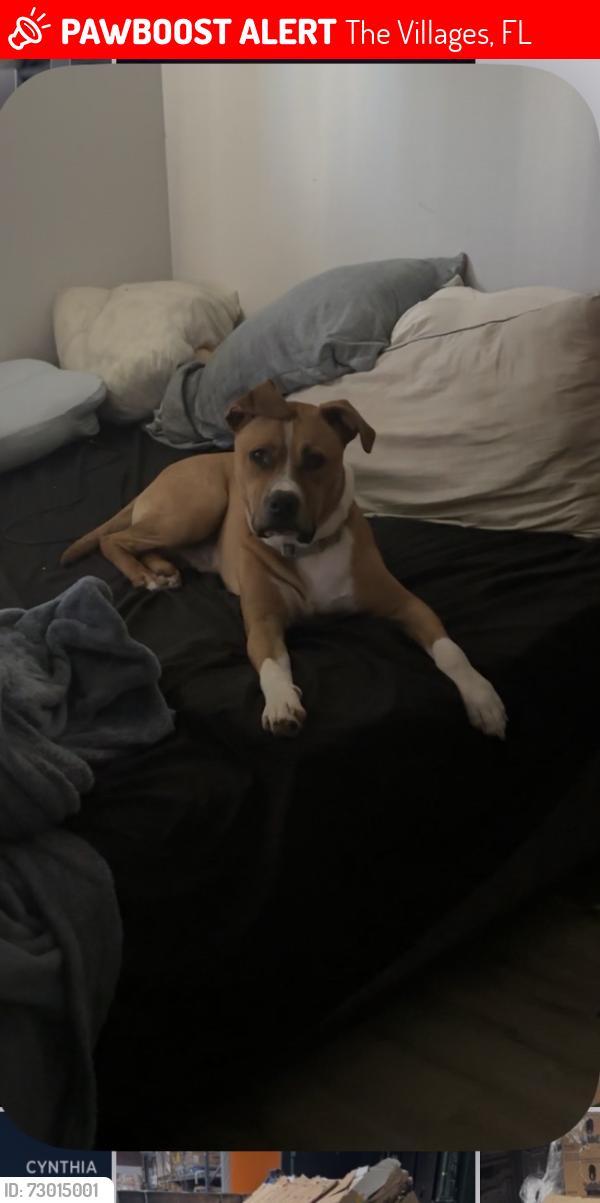 Lost Male Dog last seen Se 42nd st, The Villages, FL 32162