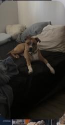 Lost Male Dog last seen Se 42nd st, The Villages, FL 32162