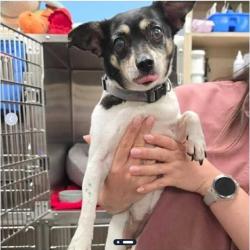 Shelter Stray Female Dog last seen Near BLOCK CALIFORNIA AVE, LONG BEACH CA, 7700 E Spring St, Long Beach, CA 90815, USA