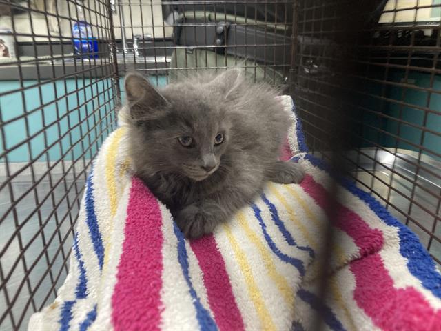 Shelter Stray Female Cat last seen Near BLOCK ORANGE BLK LONG BEACH CA 90813, 7700 E Spring St, Long Beach, CA 90815, USA
