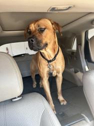 Found/Stray Female Dog last seen University and Spencer, Paradise, NV 89119