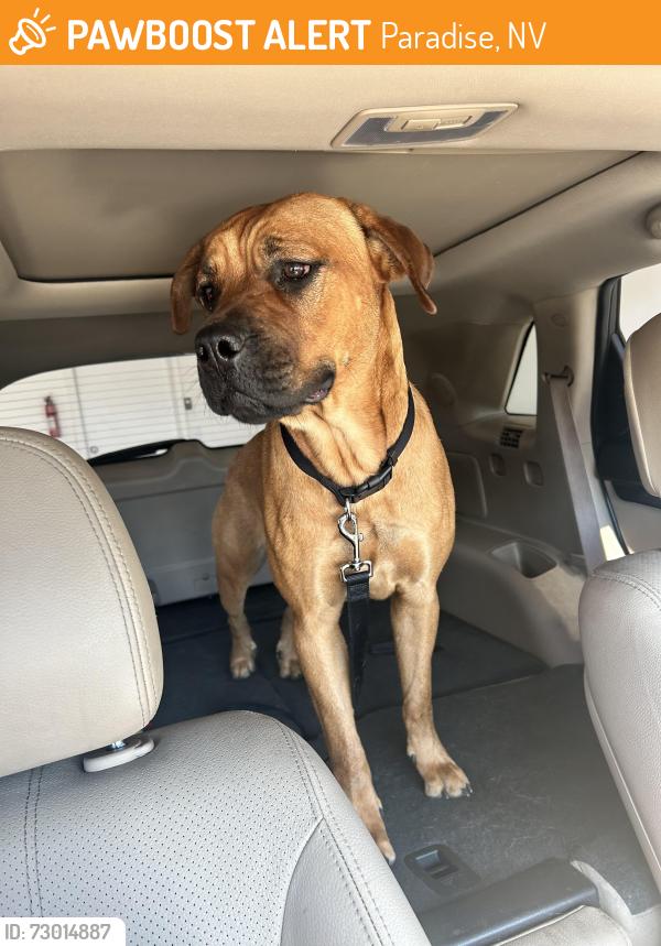 Found/Stray Female Dog last seen University and Spencer, Paradise, NV 89119