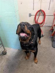 Shelter Stray Male Dog last seen GRAND AVE &  RIO LINDA BLVD, 2127 Front St, Sacramento, CA 95818, USA