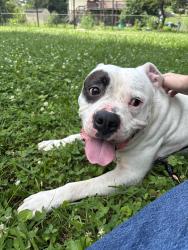 Found/Stray Male Dog last seen Pinewood circle, Rossville, GA 30741