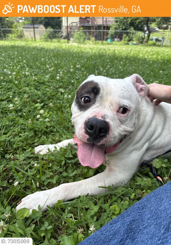 Found/Stray Male Dog last seen Pinewood circle, Rossville, GA 30741