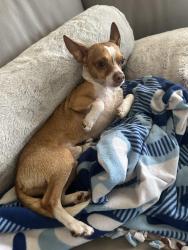Lost Male Dog last seen In Rialto, Rialto, CA 92377