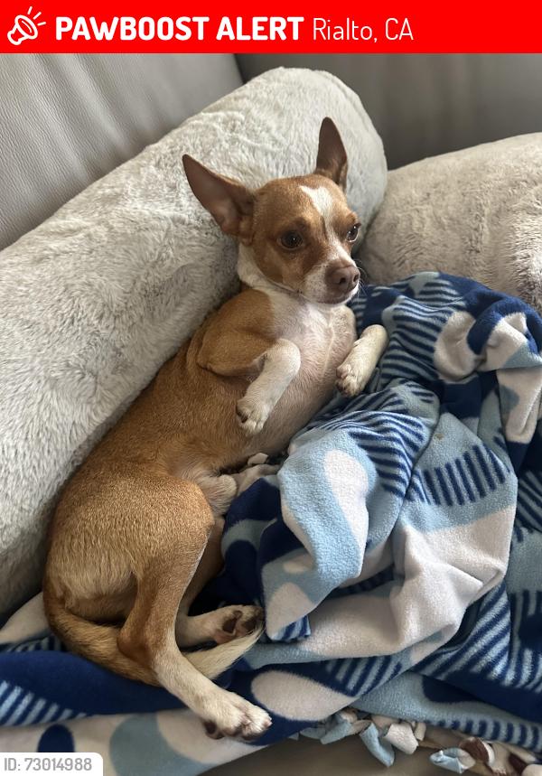 Lost Male Dog last seen In Rialto, Rialto, CA 92377