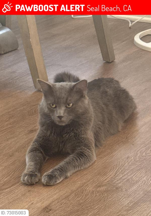 Lost Male Cat last seen Near seal beach green belt , Seal Beach, CA 90740