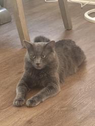 Lost Male Cat last seen Near seal beach green belt , Seal Beach, CA 90740