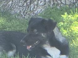 Found/Stray Unknown Dog last seen Citrus , Fontana, CA 92336